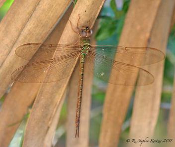 Gynacantha nervosa, female